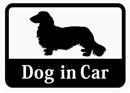 Dog in Car 