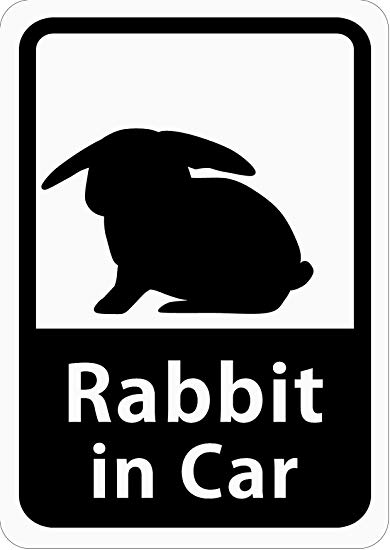 Rabbit in Car 